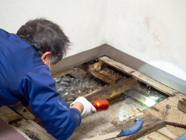 Best Emergency Mold Removal  in Linden, CA