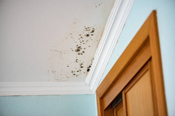 Crawl Space Mold Removal in Linden, CA