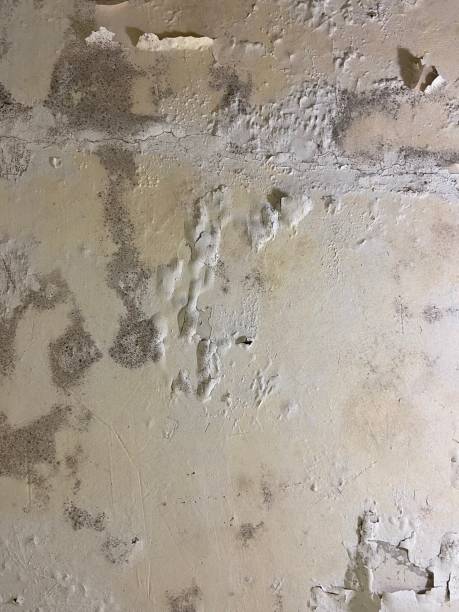 Best Black Mold Removal  in Linden, CA